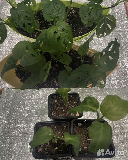 Комнатные растения часть 3