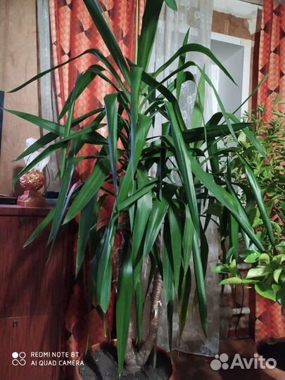 Пальма Юкка