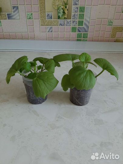 Королевская пеларгония