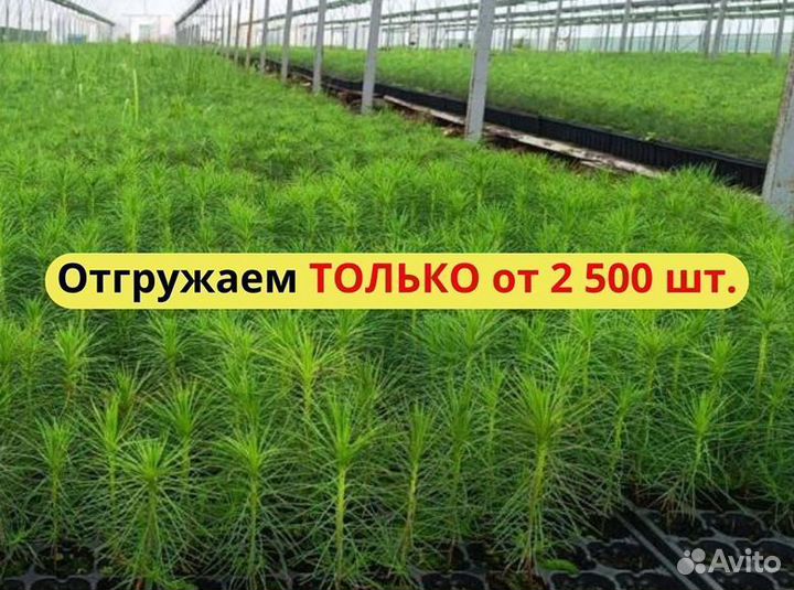 Саженцы ели зкс оптом