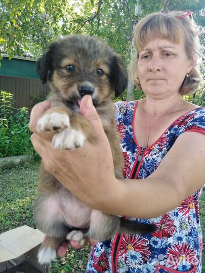 Щенятки в дар