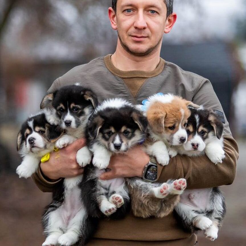 Щенки вельш корги от чемпиона