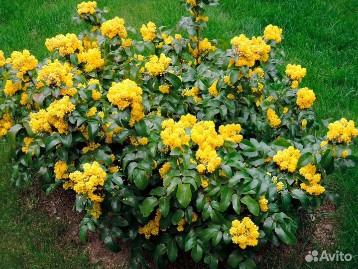 Саженцы деревьев,кустарников, опт