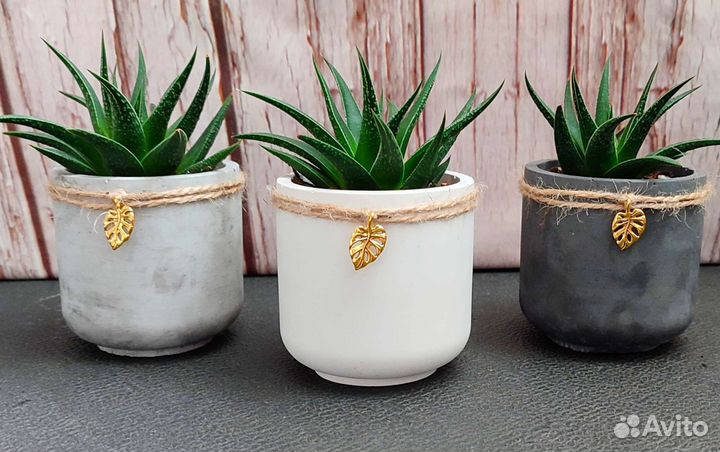 Суккуленты