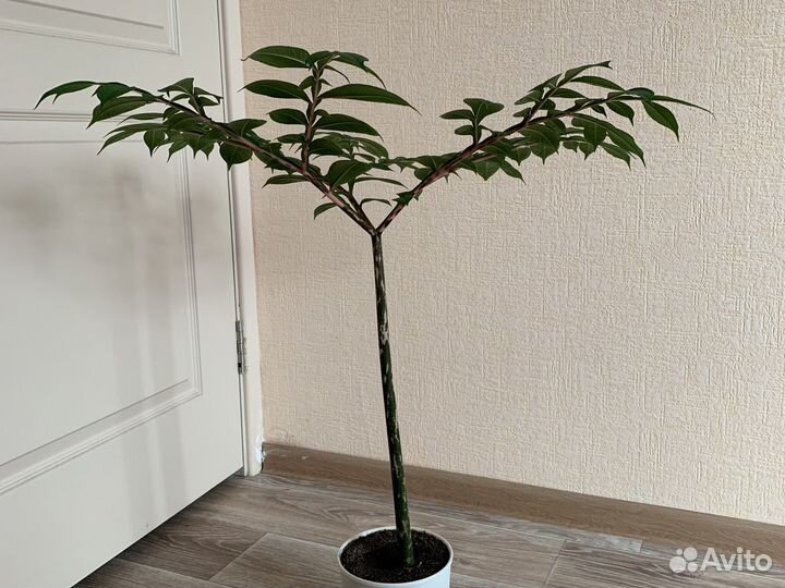 Китайский зонтик