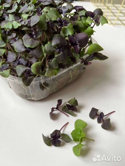 Микрозелень