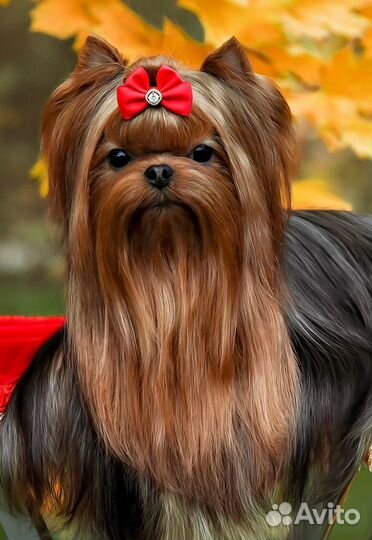 Йорк вязка, Люксик приглашает на свидание