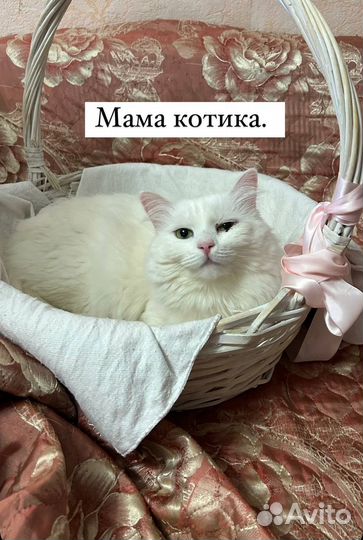 Котик домашний 9 месяцев в добрые руки