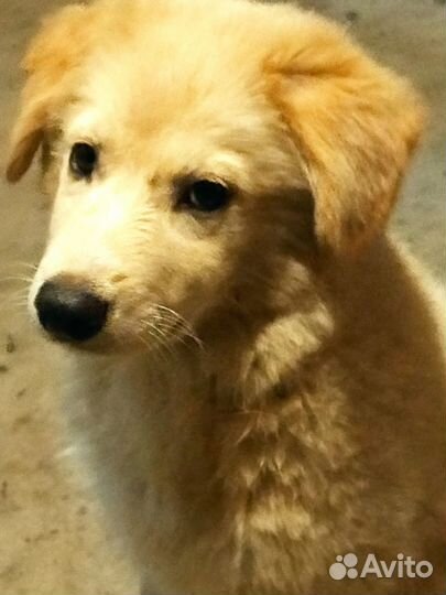 Щенки в добрые руки даром