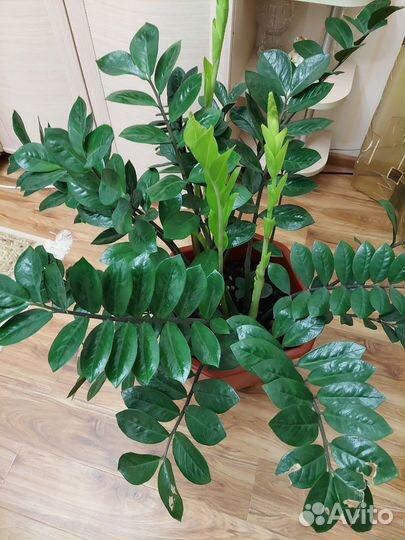 Замиокулькас