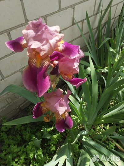 Ирисы (рассада)