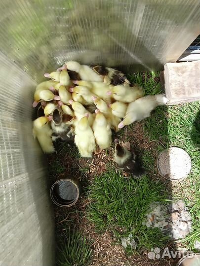 Индоутята суточные