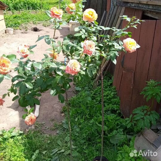 Штамбовые розы