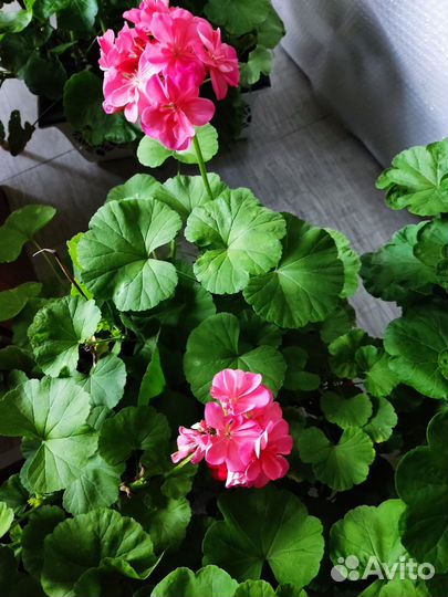 Пеларгония герань