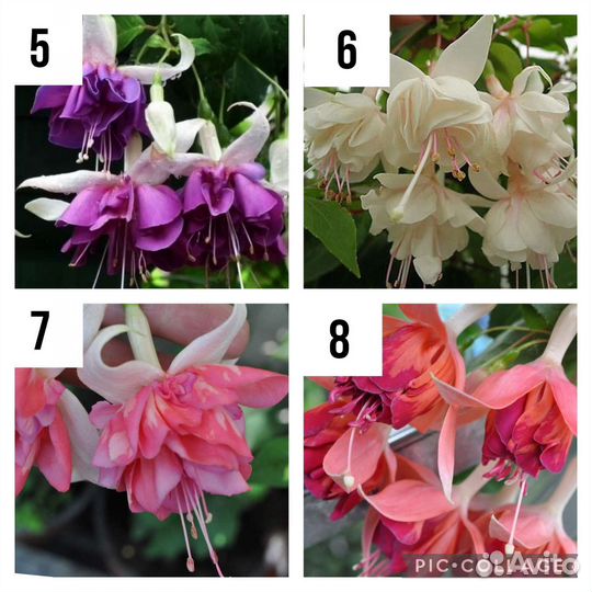 Фуксии на осень