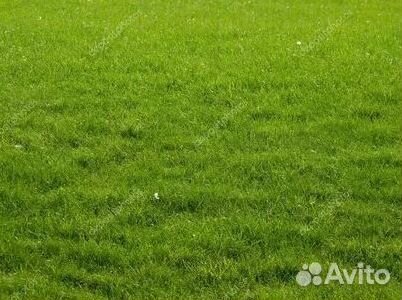 Продажа Рулонного газона