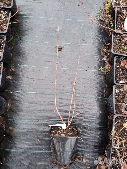 Жимолость съедобная