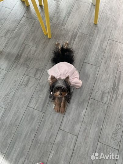 Передержка животных на время отпуска