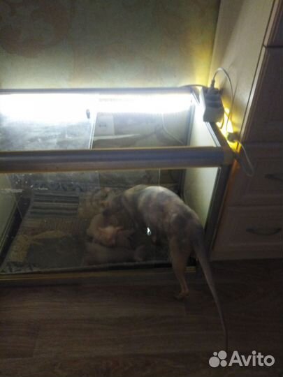 Клетка для животных