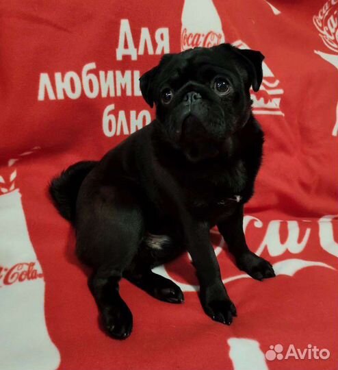 Вязка Мопс мальчик