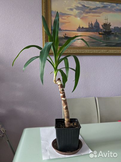 Юкка, фикус Бенджамин, антуриум