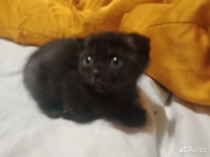 Отдам даром кошку, 2 месяца, к туалету приучена