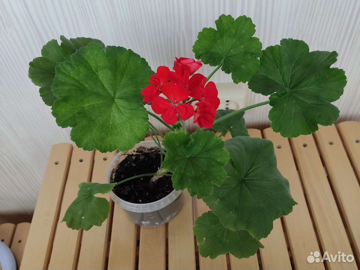 Герань пеларгония