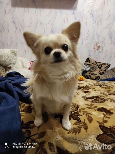 Вязка кобель чихуахуа