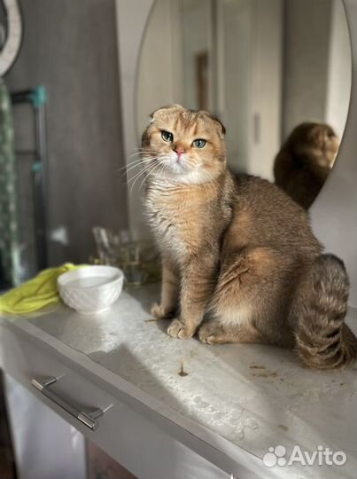 Шикарный кот для вязки