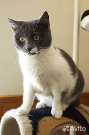 Любознательная Ната ищет дом)