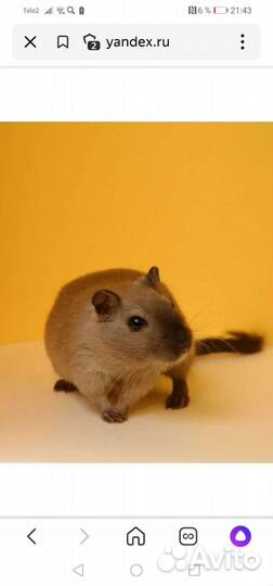 Монгольская песчанка