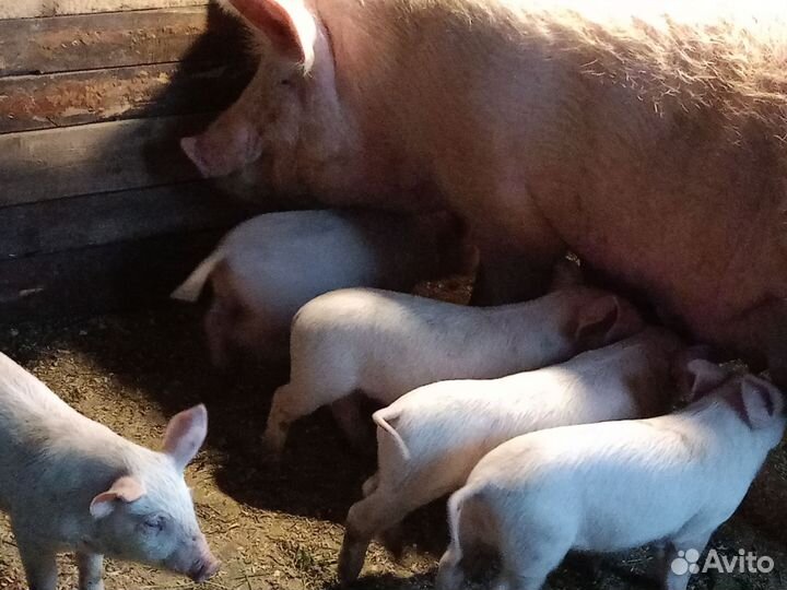 Поросенок ландрас+дюрок
