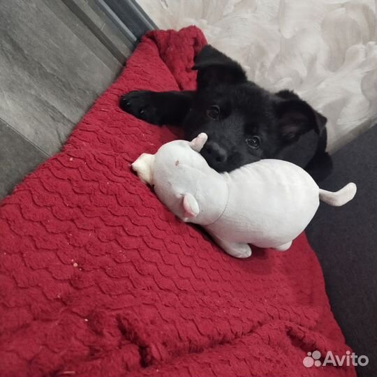 Немецкая овчарка