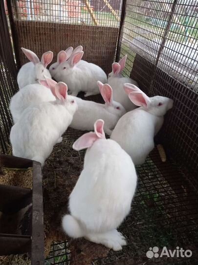 Белый Паннон