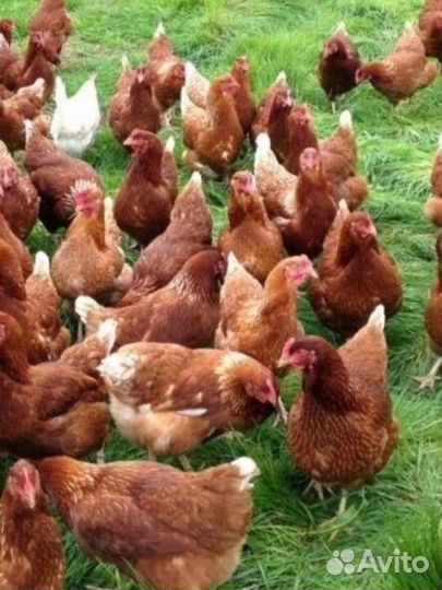Куры несушки