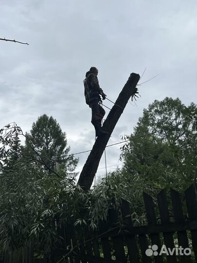 Измельчитель веток. Аренда дробилки