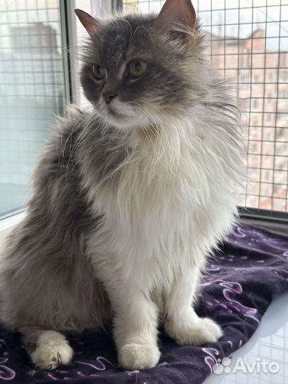 Котик Тиша ищет дом