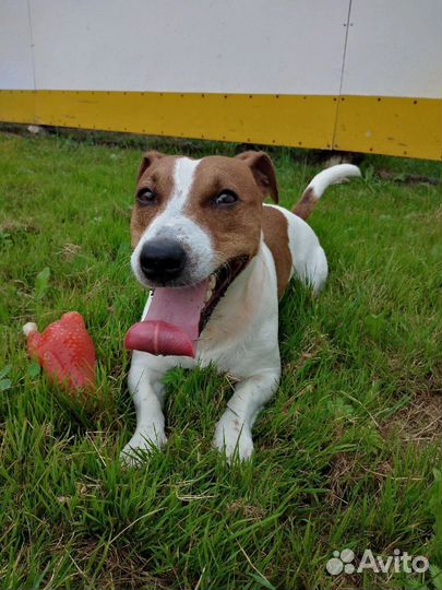 Вязка джек Рассел терьер