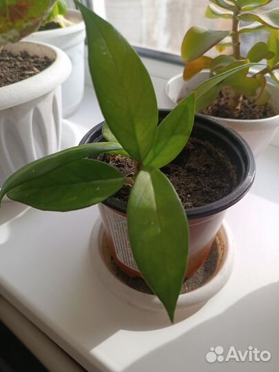 Хойя карноза