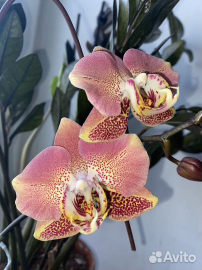 Орхидея леко фантастик с деткой