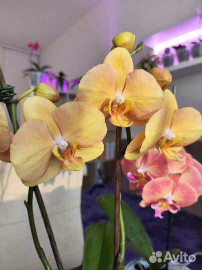 Орхидея фаленопсис Карина (Golden River)