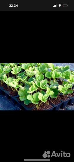 Рассада клубники