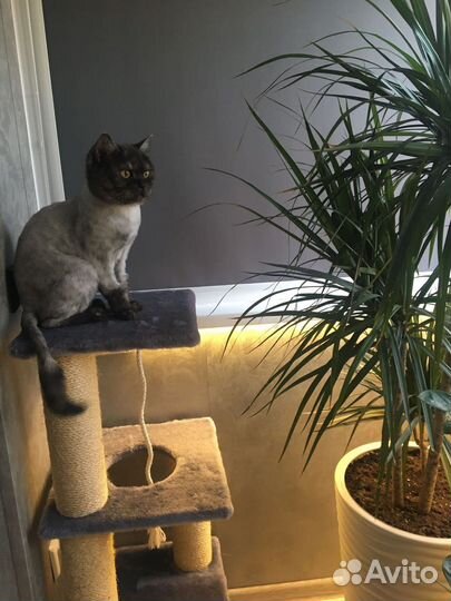 Осталась без хозяйки ласковая кошечка