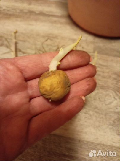 Семенной картофель скарб и тулеевский