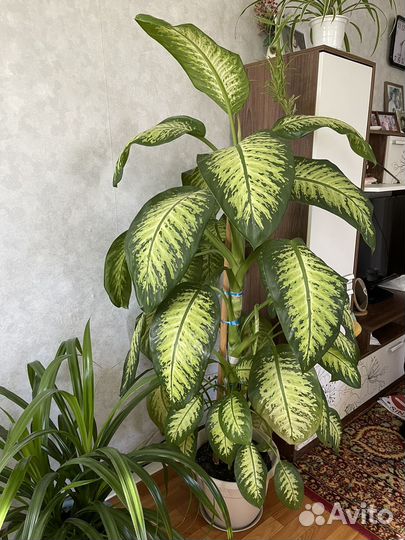 Диффенбахия большая