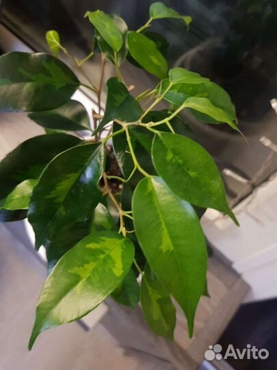 Фикусы денилайт, голден моник, де гантель