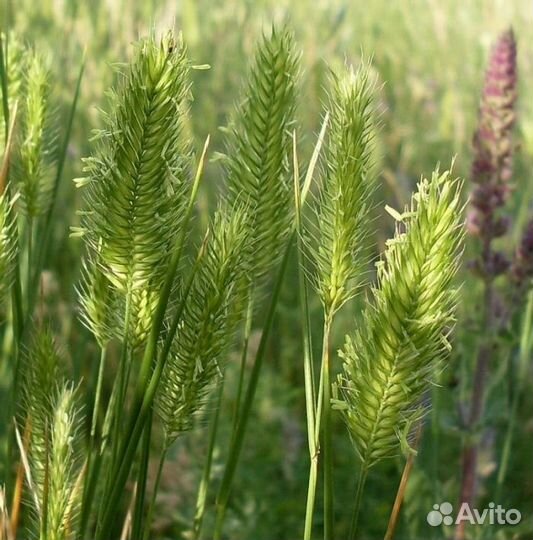 Семена житняка оптом от 100кг