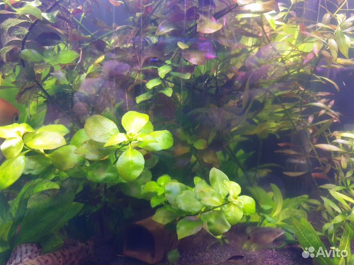 Аквариумные растения