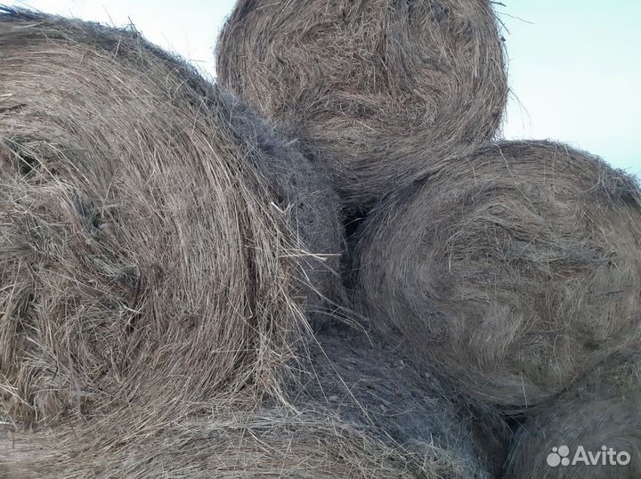 Продам сено в рулонах