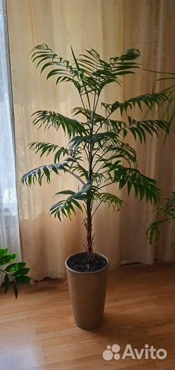 Пальма хамедорея